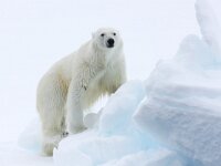 Ursus maritimus 105, IJsbeer, Saxifraga-Bart Vastenhouw