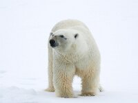 Ursus maritimus 106, IJsbeer, Saxifraga-Bart Vastenhouw