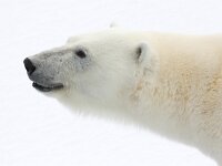 Ursus maritimus 120, IJsbeer, Saxifraga-Bart Vastenhouw