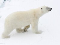 Ursus maritimus 126, IJsbeer, Saxifraga-Bart Vastenhouw