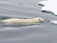 Ursus maritimus 136, IJsbeer, Saxifraga-Bart Vastenhouw