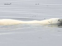 Ursus maritimus 140, IJsbeer, Saxifraga-Bart Vastenhouw