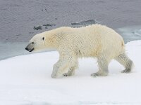 Ursus maritimus 152, IJsbeer, Saxifraga-Bart Vastenhouw