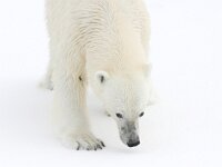 Ursus maritimus 172, IJsbeer, Saxifraga-Bart Vastenhouw