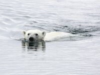 Ursus maritimus 173, IJsbeer, Saxifraga-Bart Vastenhouw