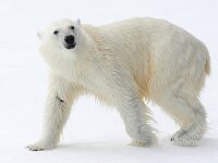 Ursus maritimus 190, IJsbeer, Saxifraga-Bart Vastenhouw