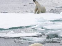 Ursus maritimus 199, IJsbeer, Saxifraga-Bart Vastenhouw