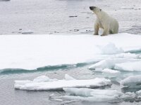 Ursus maritimus 200, IJsbeer, Saxifraga-Bart Vastenhouw