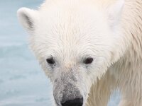 Ursus maritimus 238, IJsbeer, Saxifraga-Bart Vastenhouw