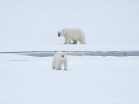 Ursus maritimus 252, IJsbeer, Saxifraga-Bart Vastenhouw