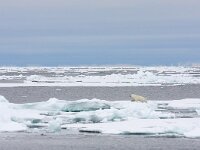 Ursus maritimus 254, IJsbeer, Saxifraga-Bart Vastenhouw