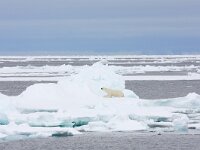 Ursus maritimus 255, IJsbeer, Saxifraga-Bart Vastenhouw