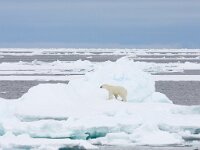 Ursus maritimus 256, IJsbeer, Saxifraga-Bart Vastenhouw