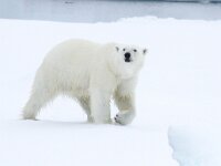 Ursus maritimus 257, IJsbeer, Saxifraga-Bart Vastenhouw