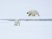 Ursus maritimus 263, IJsbeer, Saxifraga-Bart Vastenhouw