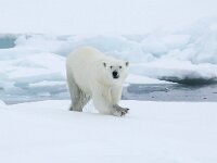 Ursus maritimus 267, IJsbeer, Saxifraga-Bart Vastenhouw