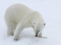 Ursus maritimus 270, IJsbeer, Saxifraga-Bart Vastenhouw