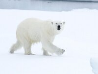 Ursus maritimus 278, IJsbeer, Saxifraga-Bart Vastenhouw