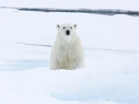 Ursus maritimus 284, IJsbeer, Saxifraga-Bart Vastenhouw