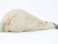 Ursus maritimus 288, IJsbeer, Saxifraga-Bart Vastenhouw