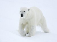 Ursus maritimus 289, IJsbeer, Saxifraga-Bart Vastenhouw