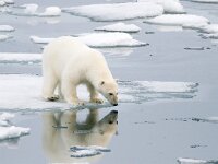 Ursus maritimus 3, IJsbeer, Saxifraga-Bart Vastenhouw