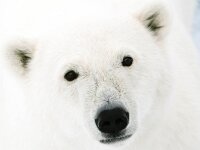 Ursus maritimus 33, IJsbeer, Saxifraga-Bart Vastenhouw