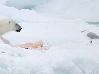 Ursus maritimus 50, IJsbeer, Saxifraga-Bart Vastenhouw