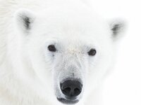 Ursus maritimus 57, IJsbeer, Saxifraga-Bart Vastenhouw