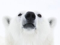 Ursus maritimus 60, IJsbeer, Saxifraga-Bart Vastenhouw