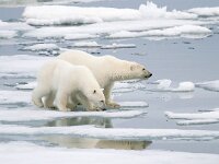 Ursus maritimus 7, IJsbeer, Saxifraga-Bart Vastenhouw