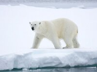 Ursus maritimus 89, IJsbeer, Saxifraga-Bart Vastenhouw