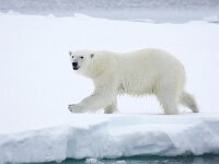 Ursus maritimus 90, IJsbeer, Saxifraga-Bart Vastenhouw