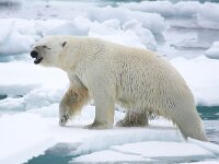 Ursus maritimus 94, IJsbeer, Saxifraga-Bart Vastenhouw