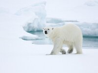 Ursus maritimus 97, IJsbeer, Saxifraga-Bart Vastenhouw