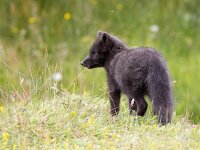 Vulpes lagopus 10, Poolvos, Saxifraga-Bart Vastenhouw
