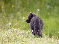 Vulpes lagopus 11, Poolvos, Saxifraga-Bart Vastenhouw