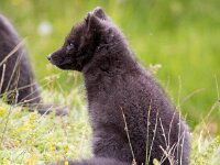Vulpes lagopus 15, Poolvos, Saxifraga-Bart Vastenhouw