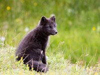 Vulpes lagopus 17, Poolvos, Saxifraga-Bart Vastenhouw