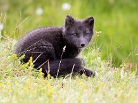 Vulpes lagopus 18, Poolvos, Saxifraga-Bart Vastenhouw