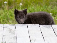 Vulpes lagopus 20, Poolvos, Saxifraga-Bart Vastenhouw