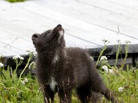 Vulpes lagopus 21, Poolvos, Saxifraga-Bart Vastenhouw