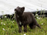 Vulpes lagopus 22, Poolvos, Saxifraga-Bart Vastenhouw
