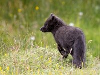 Vulpes lagopus 29, Poolvos, Saxifraga-Bart Vastenhouw