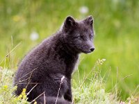 Vulpes lagopus 31, Poolvos, Saxifraga-Bart Vastenhouw