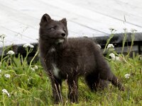 Vulpes lagopus 32, Poolvos, Saxifraga-Bart Vastenhouw