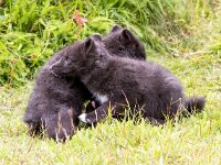 Vulpes lagopus 34, Poolvos, Saxifraga-Bart Vastenhouw