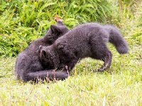 Vulpes lagopus 35, Poolvos, Saxifraga-Bart Vastenhouw