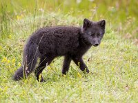 Vulpes lagopus 8, Poolvos, Saxifraga-Bart Vastenhouw