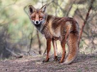 Vulpes vulpes 100, Vos, Saxifraga-Bart Vastenhouw